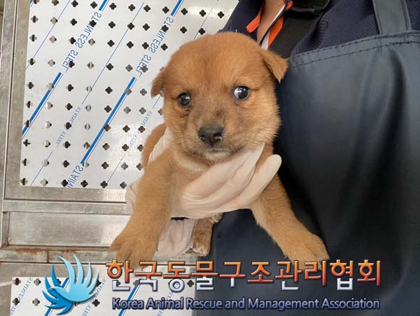한국동물구조관리협회_441409202401261